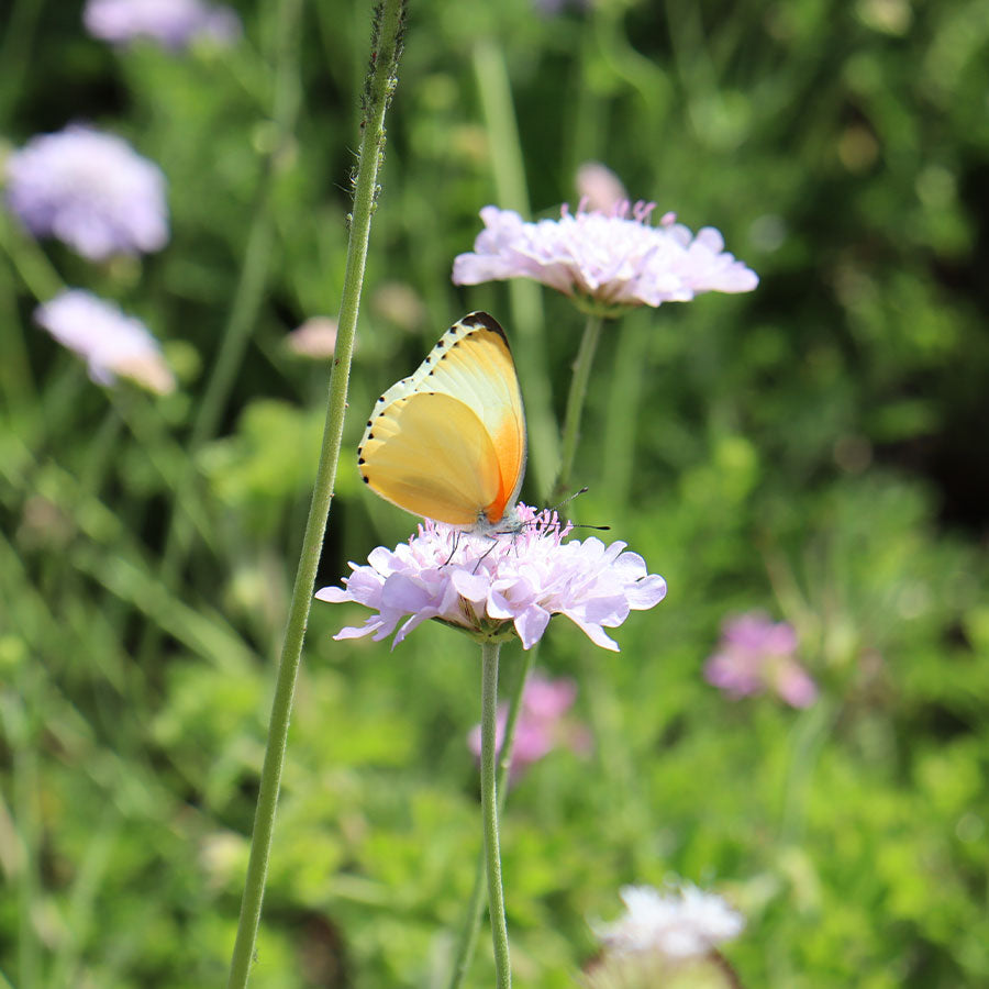 Gogga (Insect) Hotel Kit